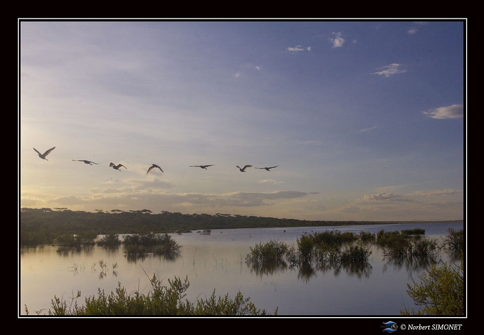 Levé_de_soleil_et_vol_d'oiseaux_dans_le