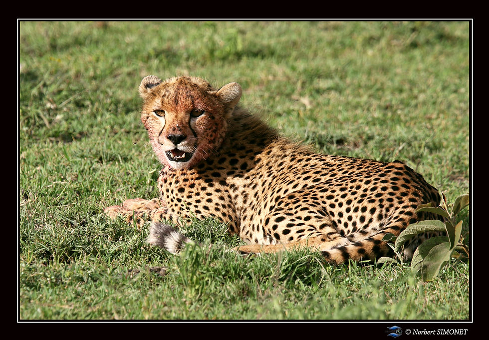 Guépard_juvénile_couché_observe_-_Cad
