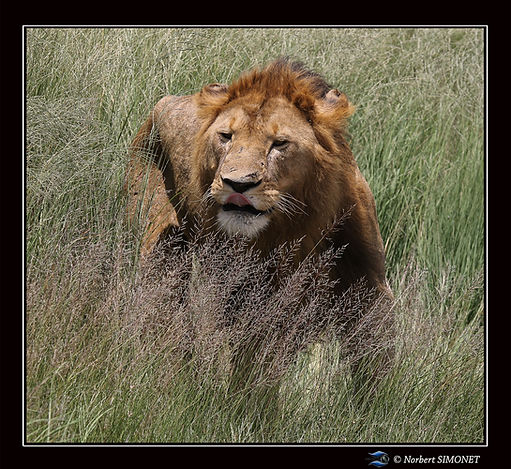 Lion_debout_dans_les_herbes_1_-_Cadre_Ca