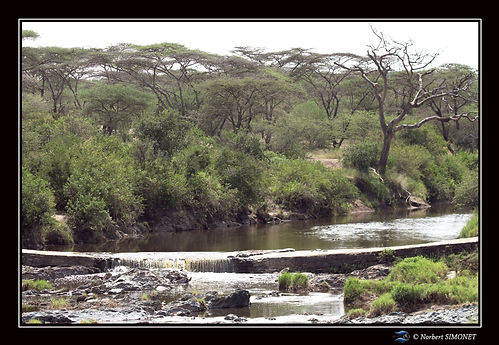 Cours d'eau - Cadre Paysage - Serengeti