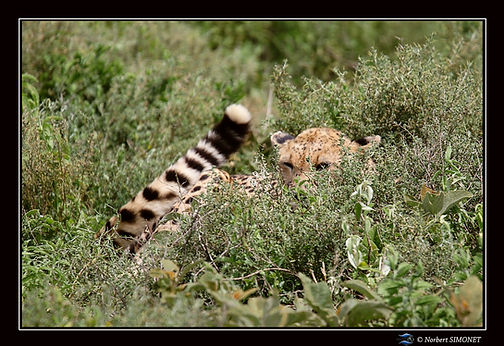 Guépard_juvénile_caché_dans_les_herbe