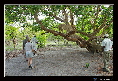 Au pied d'un arbre - Cadre Paysage - Réserve de fathalla 20 juillet 2014 copie.jpg