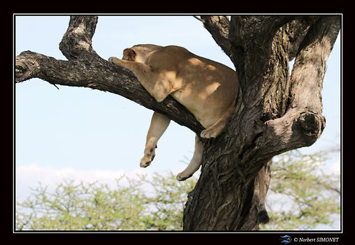 Lionne_dort_dans_un_arbre_tête_tournée