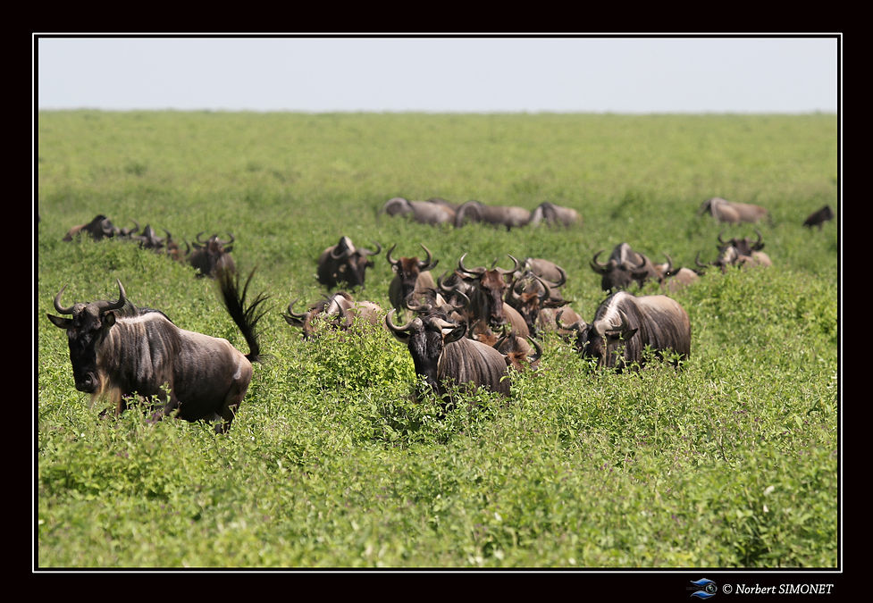 Gnous_en_déplacement_-_Cadre_Paysage_-_