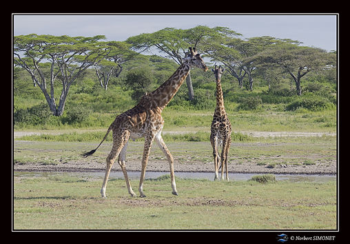 Girafes marchent au point d'eau - Cadre
