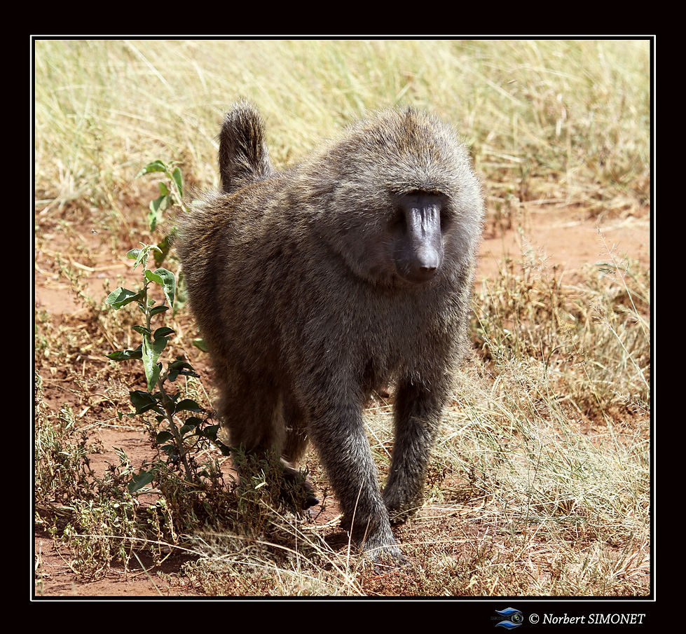 Babouin adulte entier marche - Cadre Car