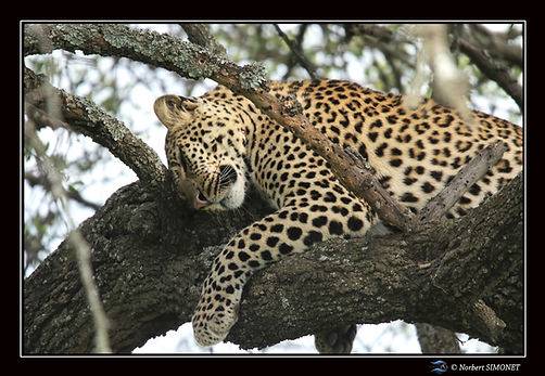 Léopard_dort_dans_un_arbre_GP_-_Cadre_P