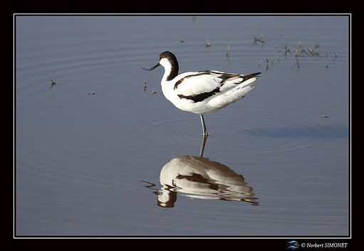 Avocette GP - Cadre Paysage - Plaines de