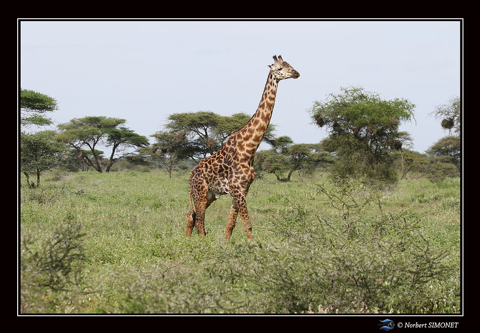 Girafe marche - Cadre Paysage - Plaines