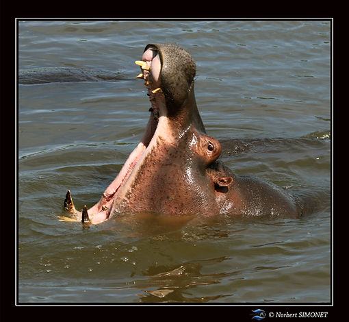 Hippopotame baille 2 - Cadre Carré - Ser