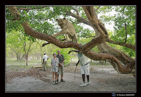 Kalela se fait tirer la queue - Cadre Paysage - Réserve de Fathalla 20 juillet 2014 copie.