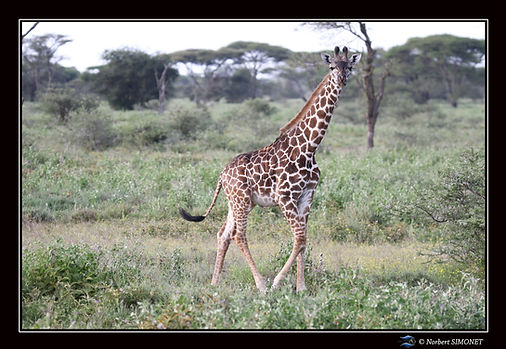 Girafon marche bis - Cadre Paysage - Pla