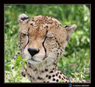 Guépard_juvénile_somnole_GP_-_Cadre_Ca