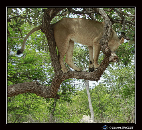 kalela sur une branche de dos copie.jpg