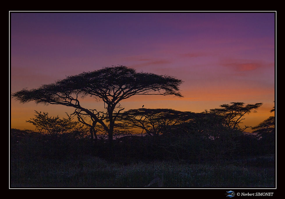 Couché_de_soleil_sur_accacia_-_Cadre_Pa