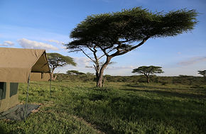 ndutu-wildlands-camp 2.jpg