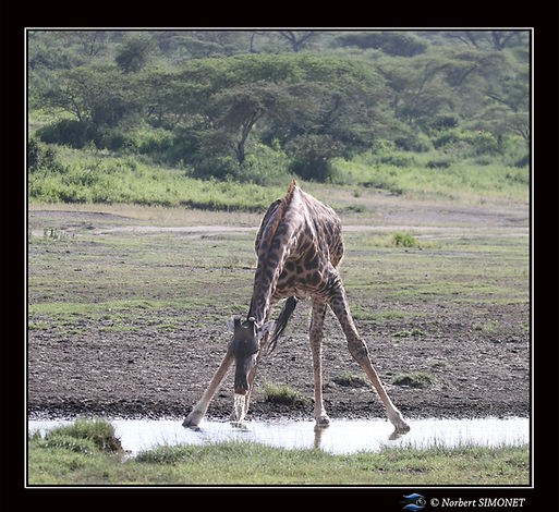 Girafe_relève_la_tête_de_l'eau_-_Cadre