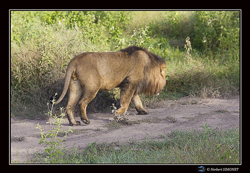 Lion entier profil marche - Cadre Paysag