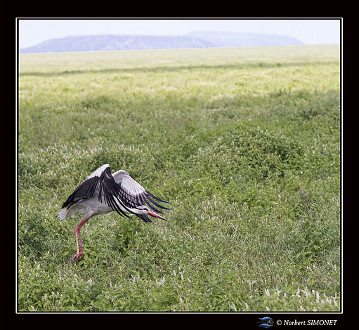 Cigogne_décolle_-_Cadre_Carré_-_plaine