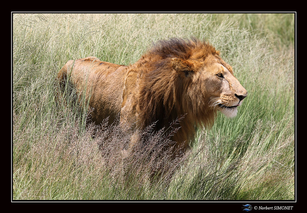 Lion debout sort des herbes bis - Cadre