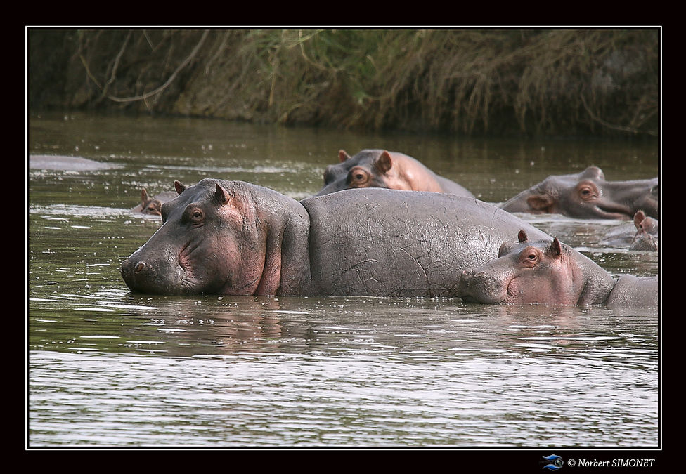 Hippopotames groupés - Cadre Paysage - S