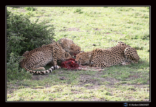 Guépard_femelle_et_petits_mangent_un_gn