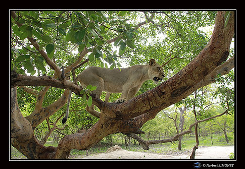 Kalela sur une arbre profil - Cadre Paysage - Réserve de Fathalla 20 juillet 2014 copie.jp
