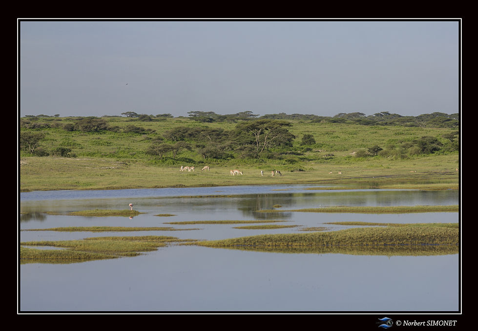 Point d'eau et animaux - Cadre Paysage -