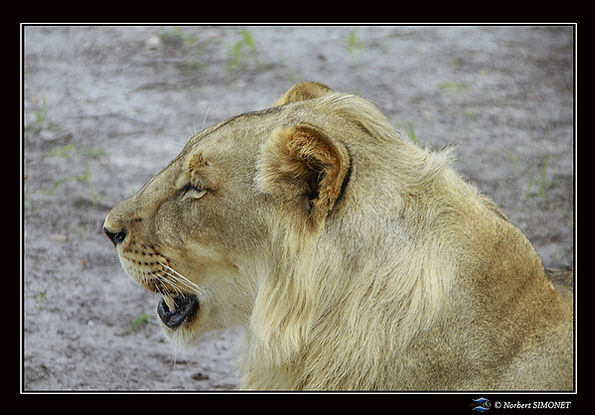 Tiger tête profilGP - Cadre Paysage - Réserve de Fathala 20 juillet 2014 copie.jpg