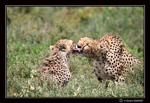 Guépard_femelle_lèche_son_petit_2_-_Ca