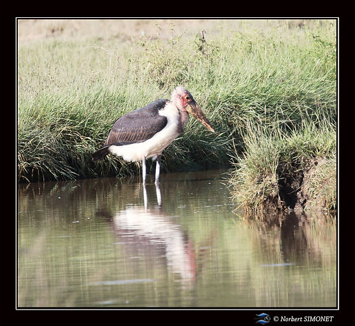 Marabout_dans_l'eau_bis_-_Cadre_Carré_-