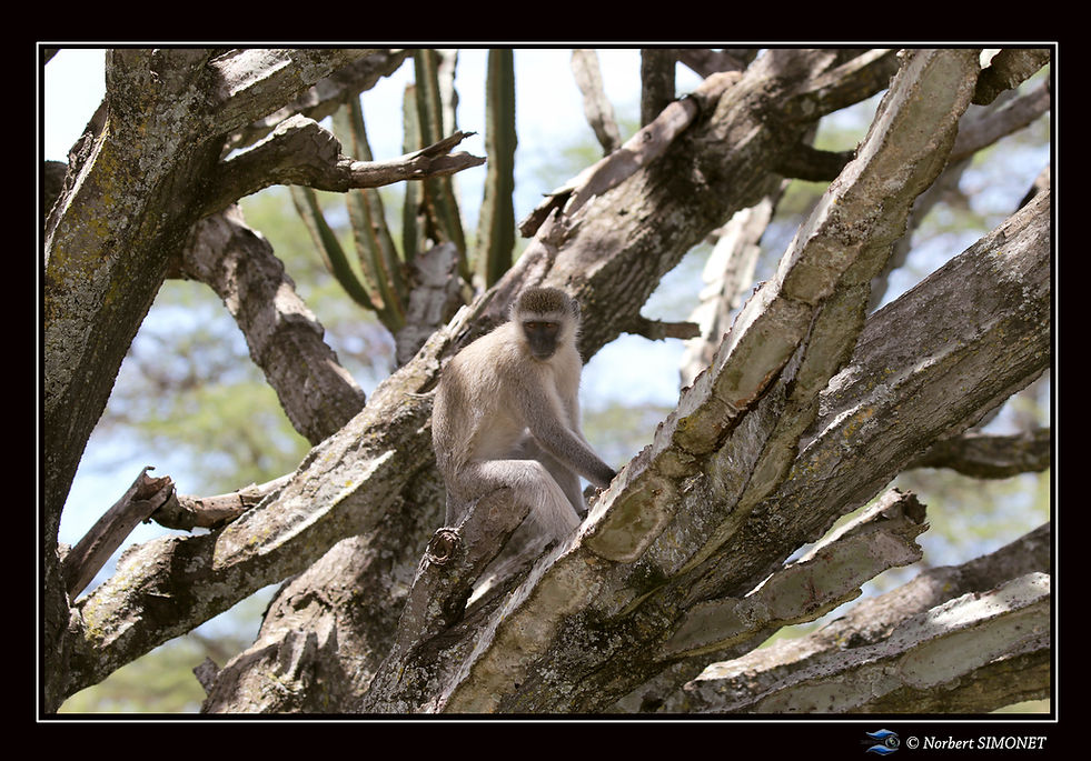 Vervet assis dans un arbre - Cadre Paysa