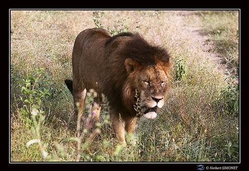 Lion marche face 0 - Cadre Paysage - Ndu