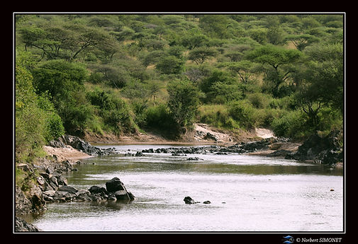 Point d'eau hippopotames 1 - Cadre Paysa
