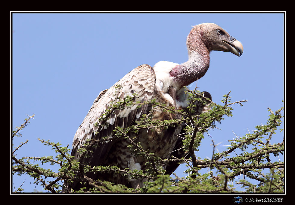 Vautour africain de profil - Cadre Paysa