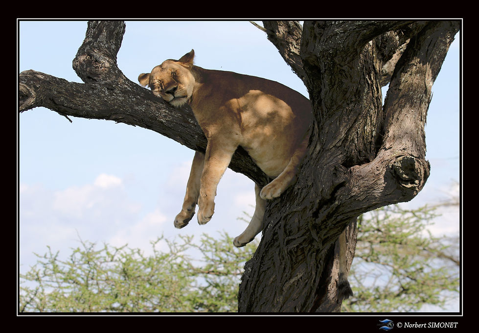 Lionne dort dans un arbre - Cadre Paysag