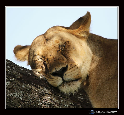 Lionne_tête_posée_GP_-_Cadre_Carré_-_