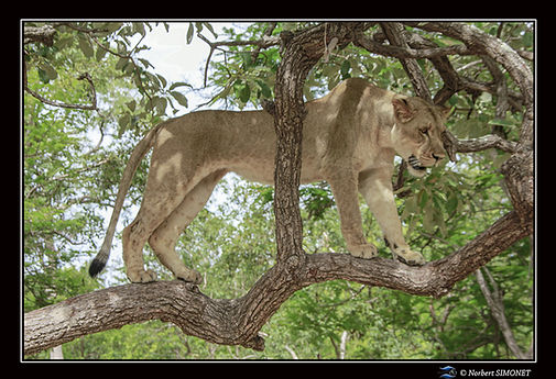 Kalela dans un arbre - Cadre Paysage - Réserve de Fathalla 20 juillet 2014 copie.jpg