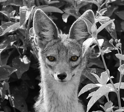Chacal Regard.jpg
