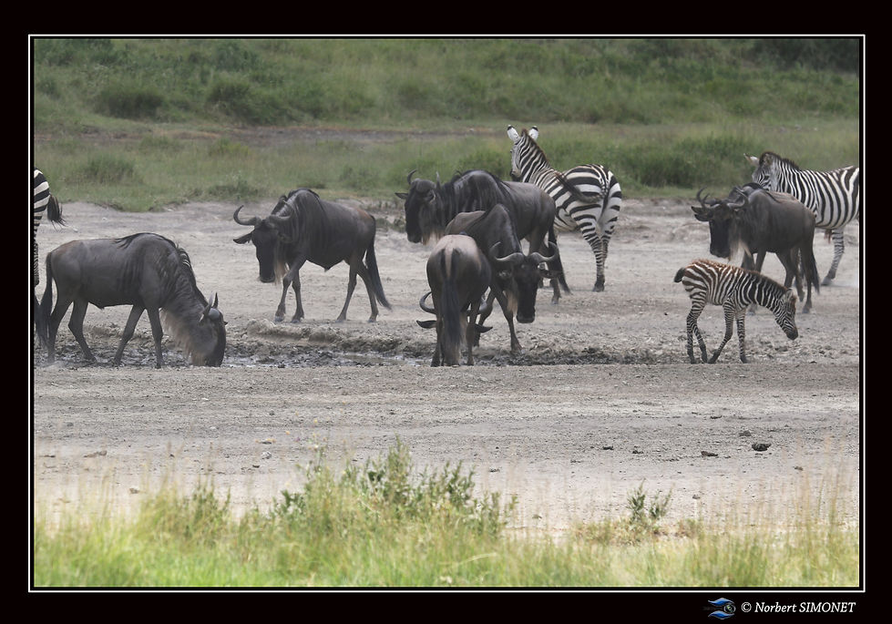 Gande migration 17 - Cadre Paysage - Pla