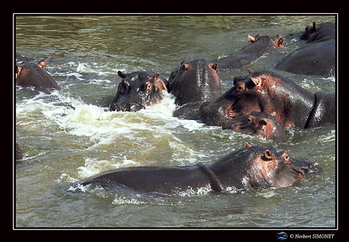 Hippopotames agités dans l'eau - Cadre P