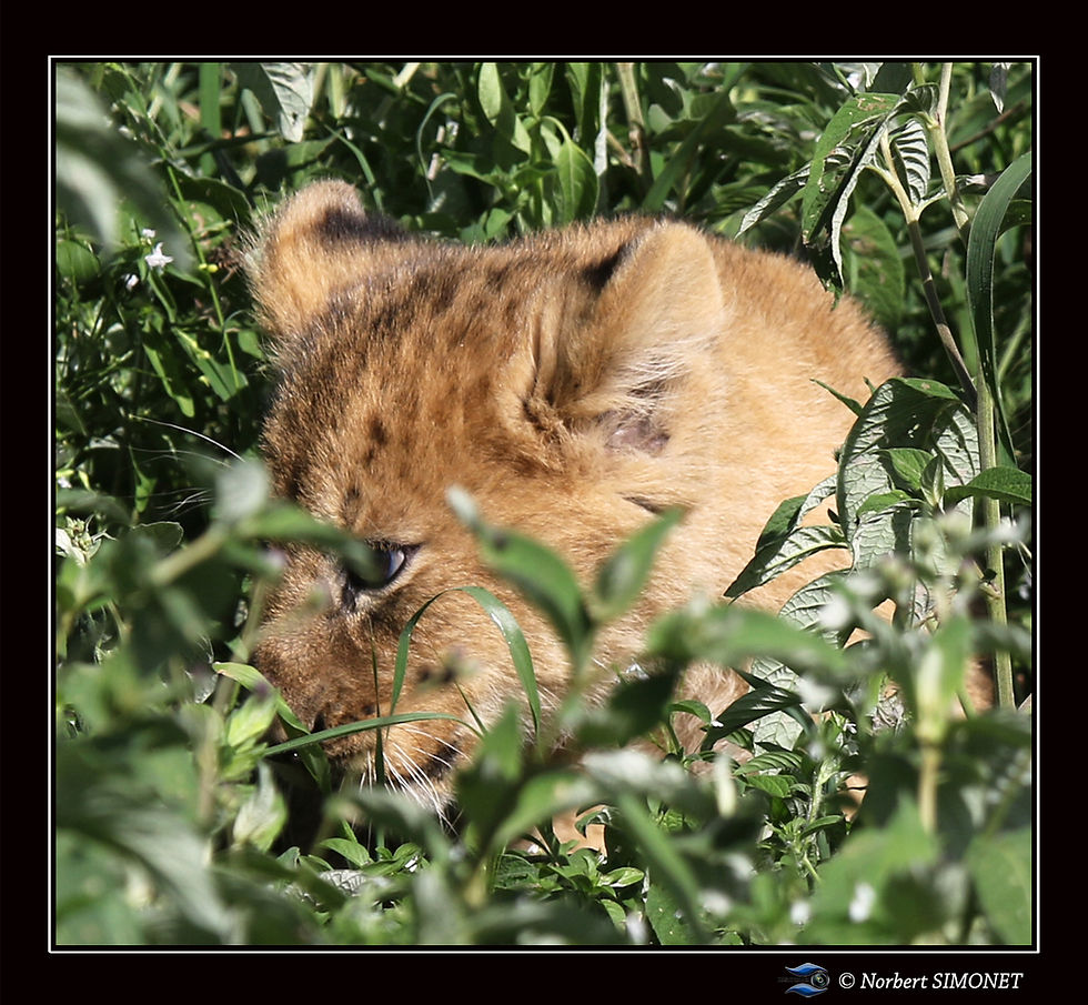 Lionceau_dans_les_herbes_GP_-_Cadre_Carr