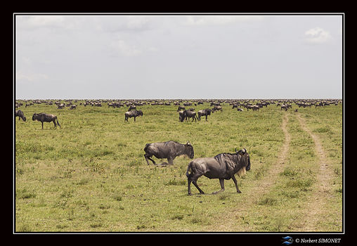 Gnous devant le 4x4 dans la plaine - Cad