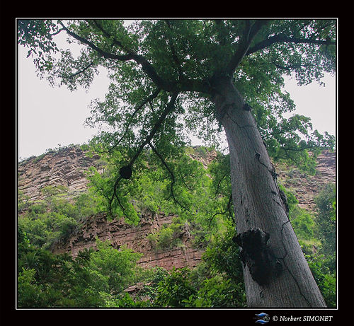 Sentier vu sur roche bordant la cascade réduit - Cadre Carré - Sénégal copie.jpg