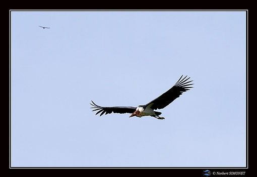 Marabout vol - Cadre Paysage - Serengeti
