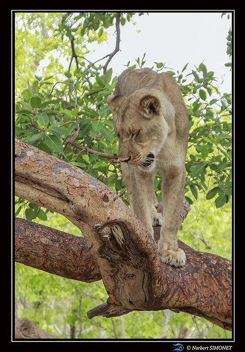 Kalela sur une branche face - Cadre Portrait - réserve de Fathalla 20 juillet 2014 copie.j