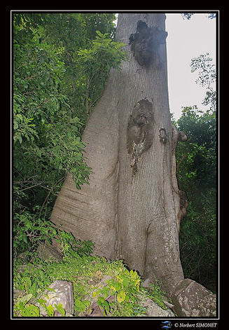 Fromager sur le sentier de la cascade réduit - Cadre Portrait - Sénégal copie.jpg