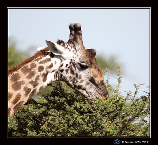 Girafe_broute_un_accacia_GP_-_Cadre_Carr