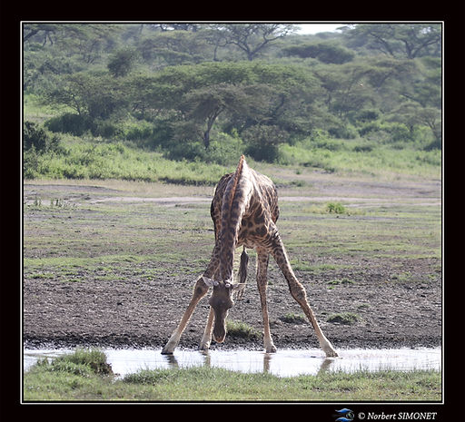 Girafe_relève_la_tête_de_l'eau_bis_-_C