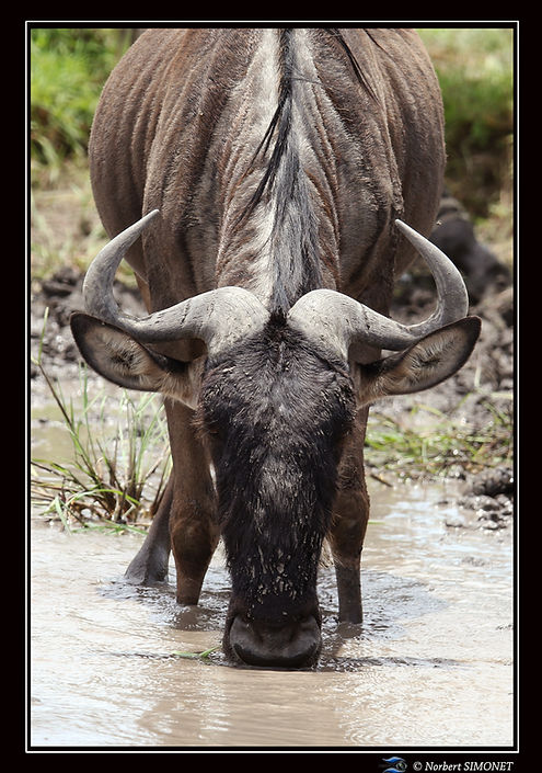 Gnou boit - Cadre Portrait - Ndutu 22022
